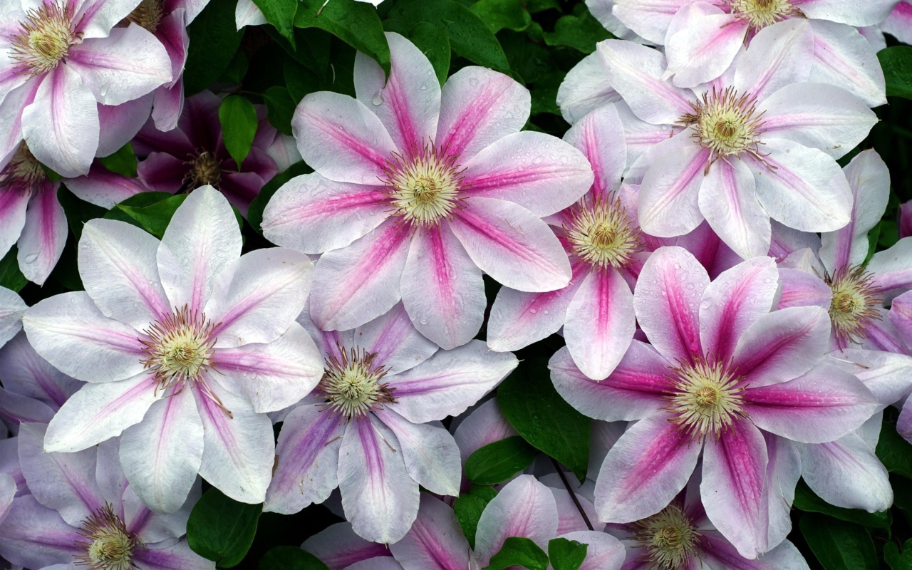 Розовые с белым цветы клематиса