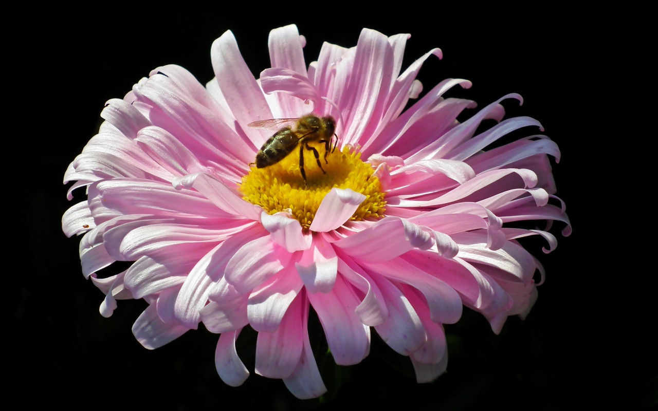 Розовая астра с пчелой на черном фоне