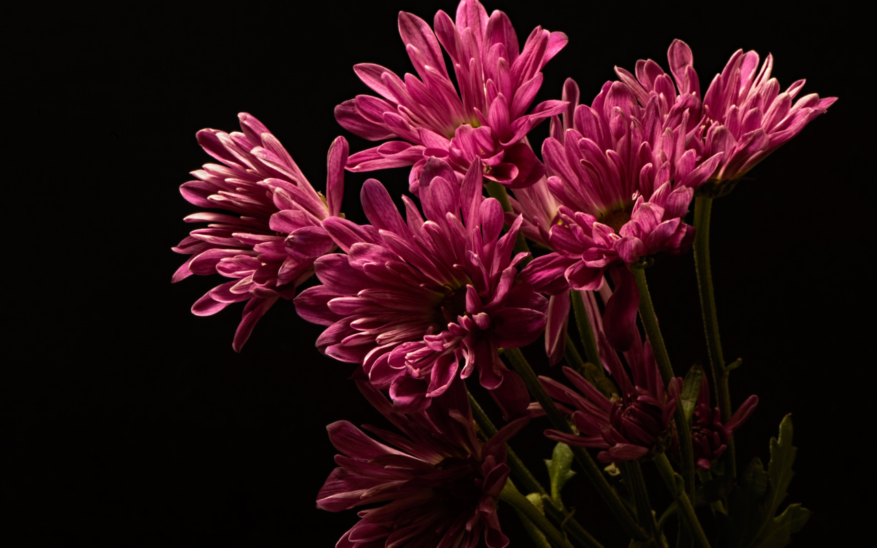 Розовые хризантемы на черном фоне