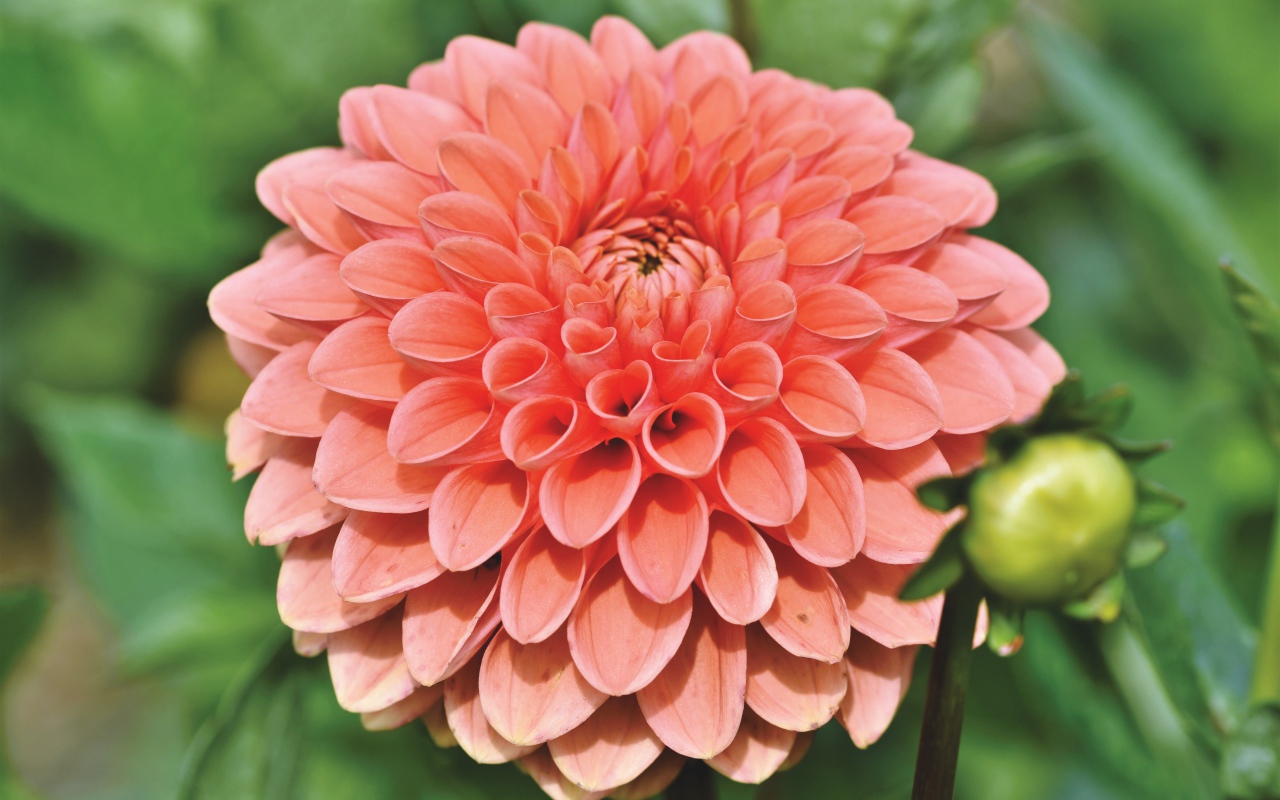 Розовая георгина с бутоном крупным планом