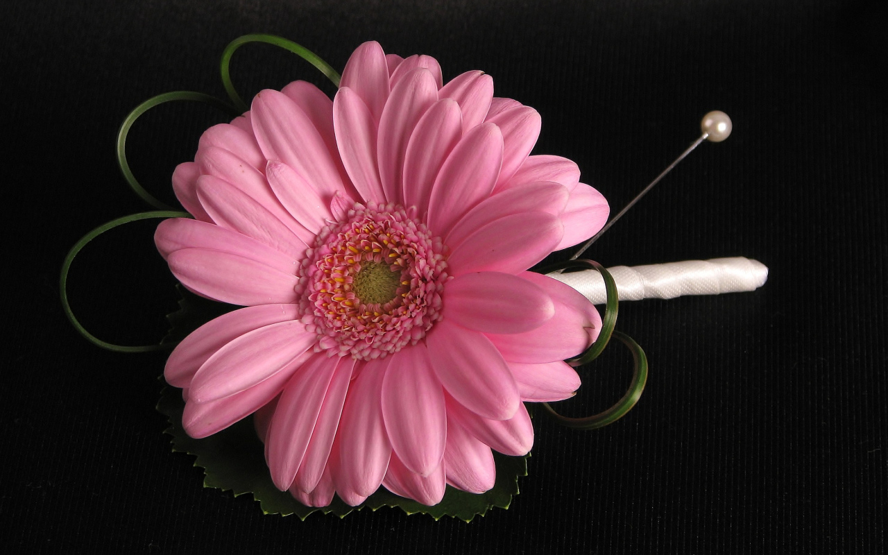 Розовый цветок герберы приколот к черной ткани