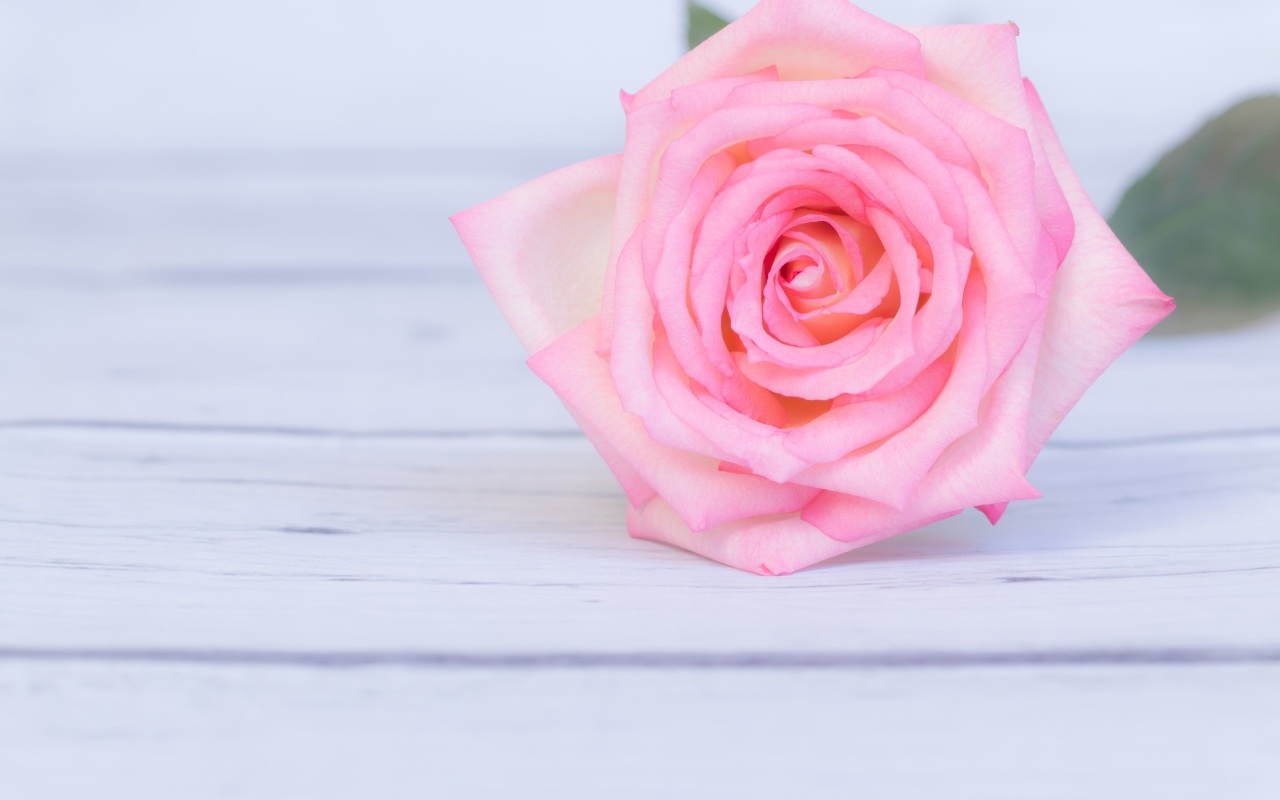 Розовая роза лежит на деревянном столе