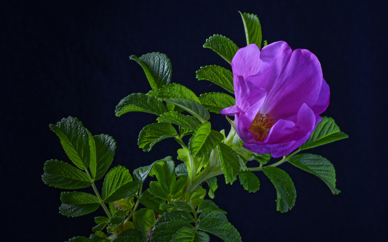 Розовая роза с зелеными листьями на синем фоне