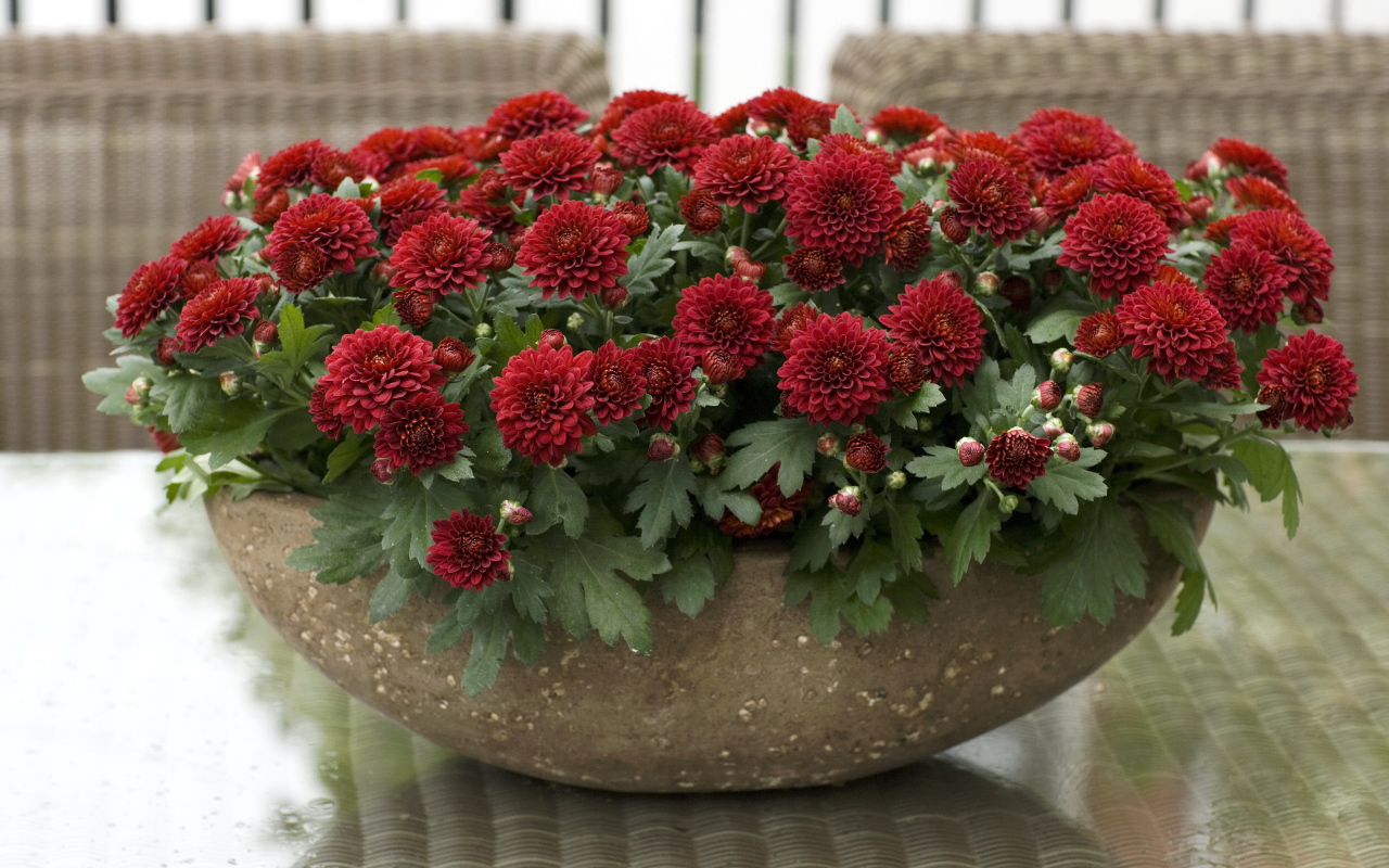 Красные красивые цветы хризантемы на клумбе