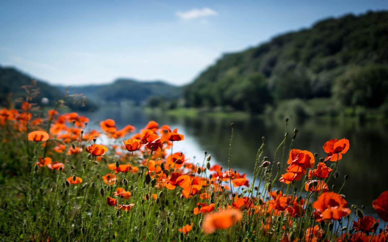 Красные маки в лучах солнца у реки