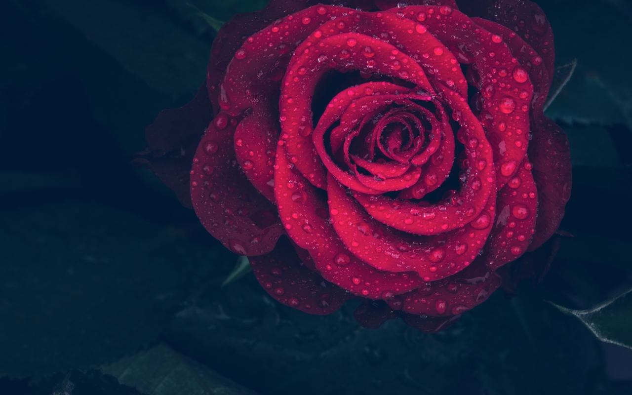 Красная роза в каплях воды на лепестках 