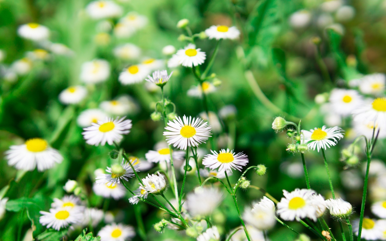 Мелкие белые ромашки крупным планом