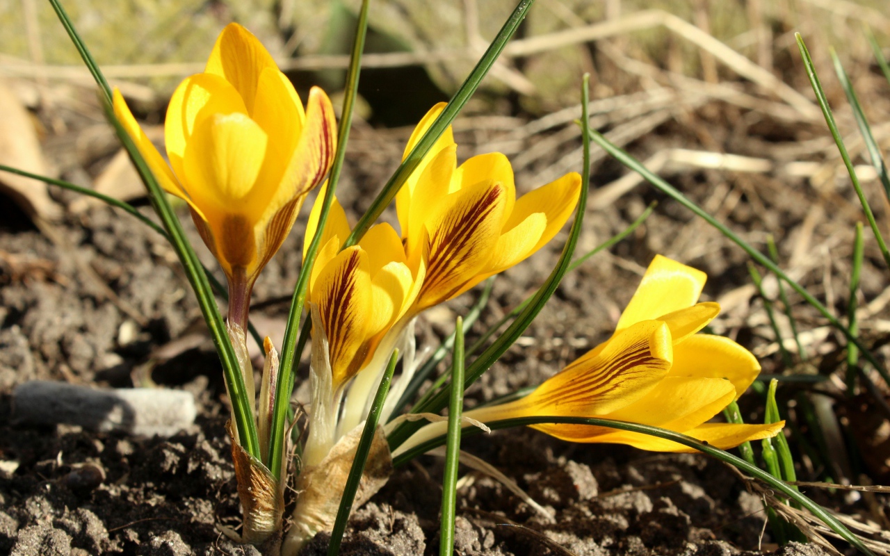 Солнечные желтые крокусы на земле весной