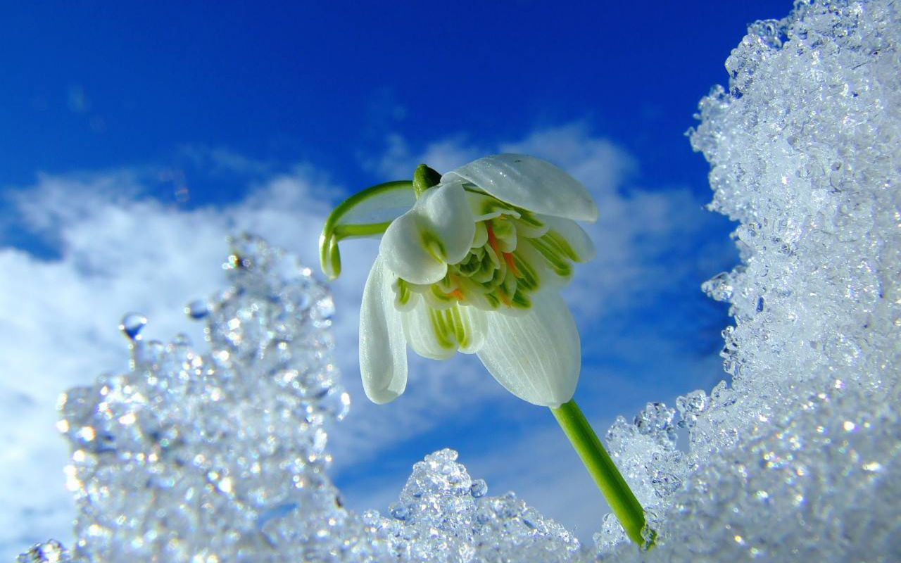 Первый весенний подснежник под снегом на фоне голубого неба