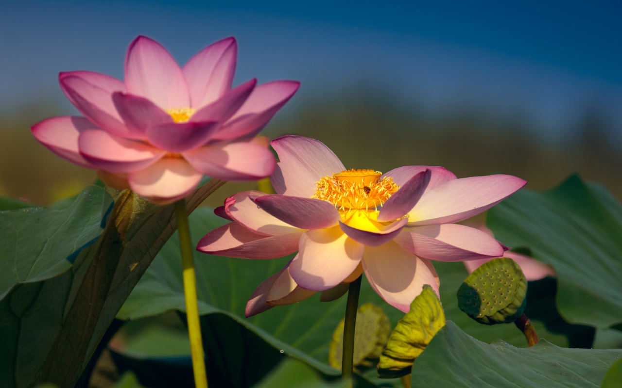 Два красивых нежных цветка лотоса в зеленых листьях