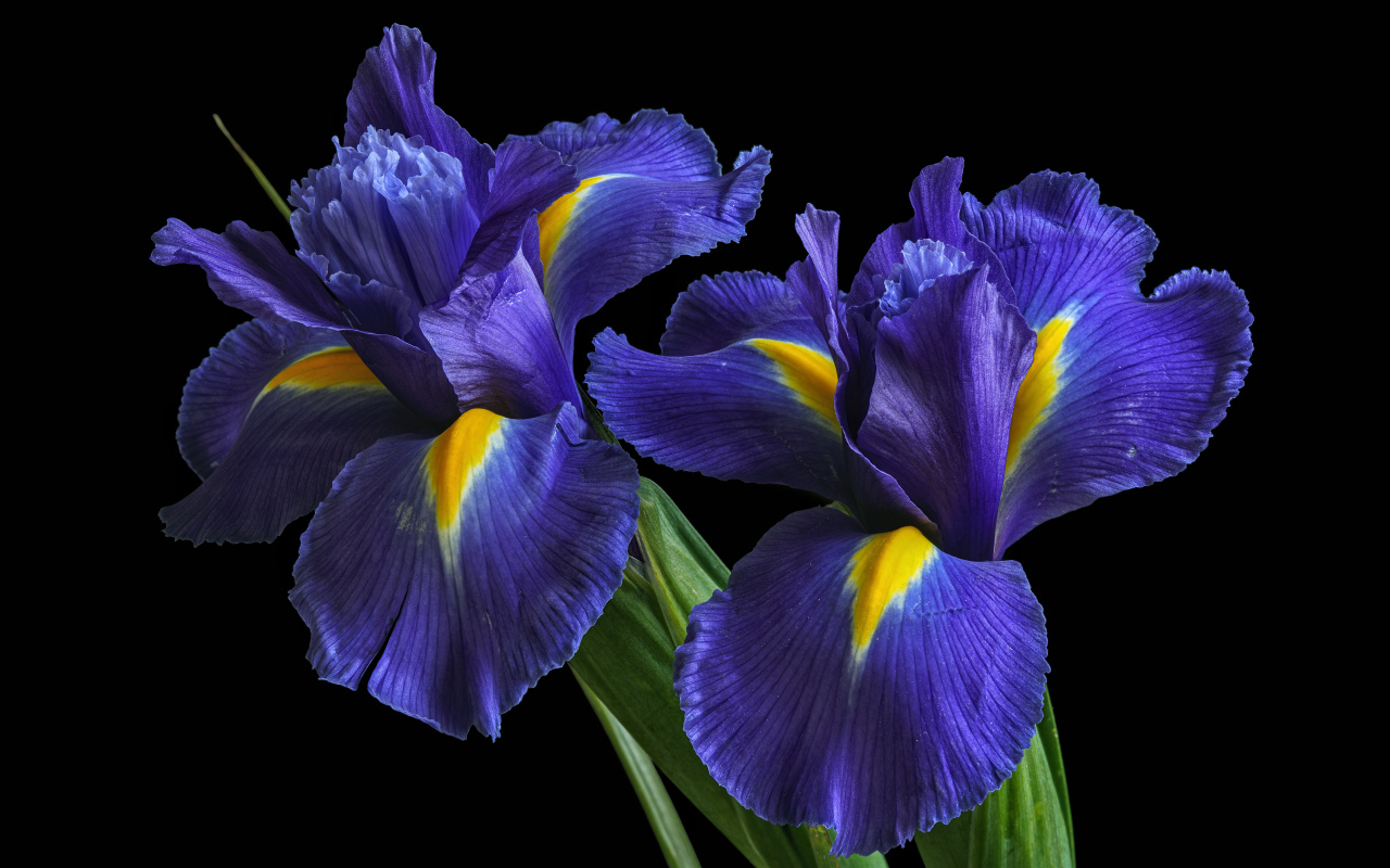 Два синих красивых ириса на черном фоне