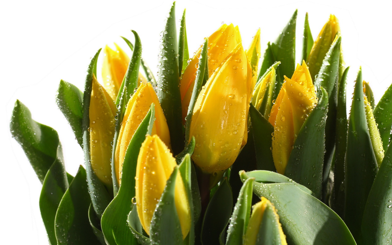 Желтые мокрые тюльпаны с зелеными листьями на белом фоне