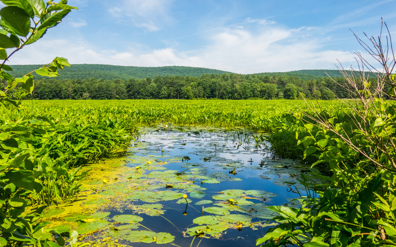 Речка покрыта водяными лилиями у леса