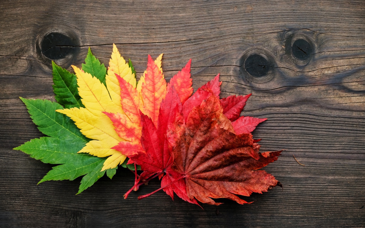Разноцветные осенние листья лежат на деревянном столе