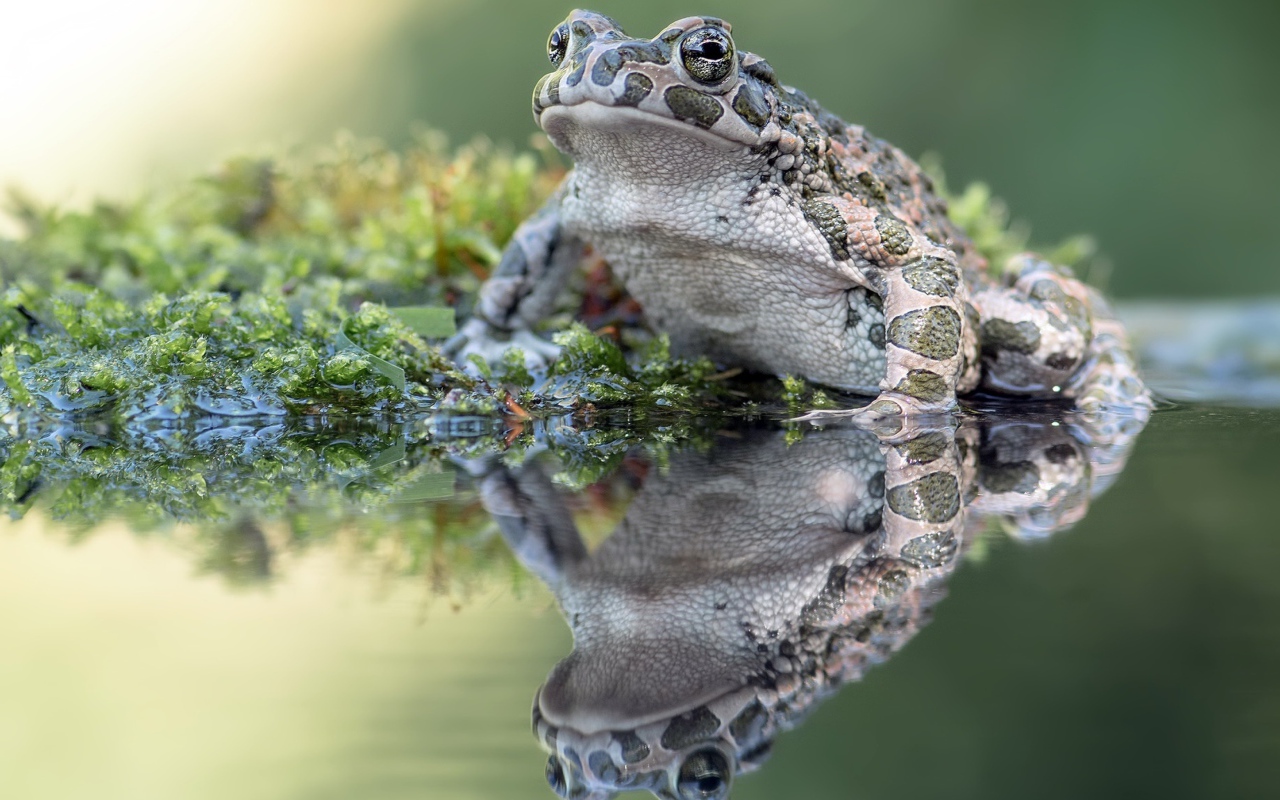 Большая лягушка сидит на водорослях в пруду