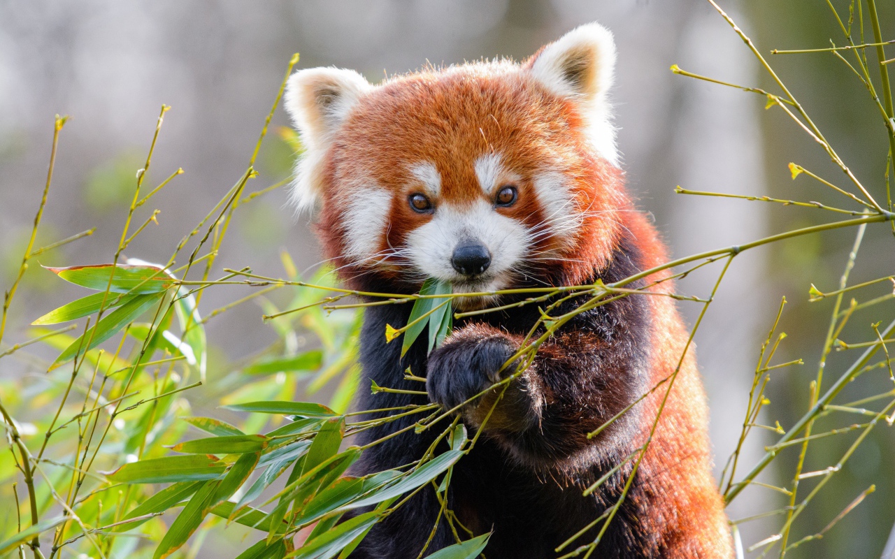 Милая малая панда ест бамбуковые ветки