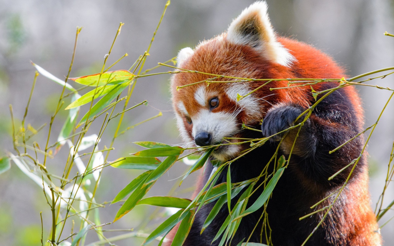Малая панда грызет зеленые ветки бамбука