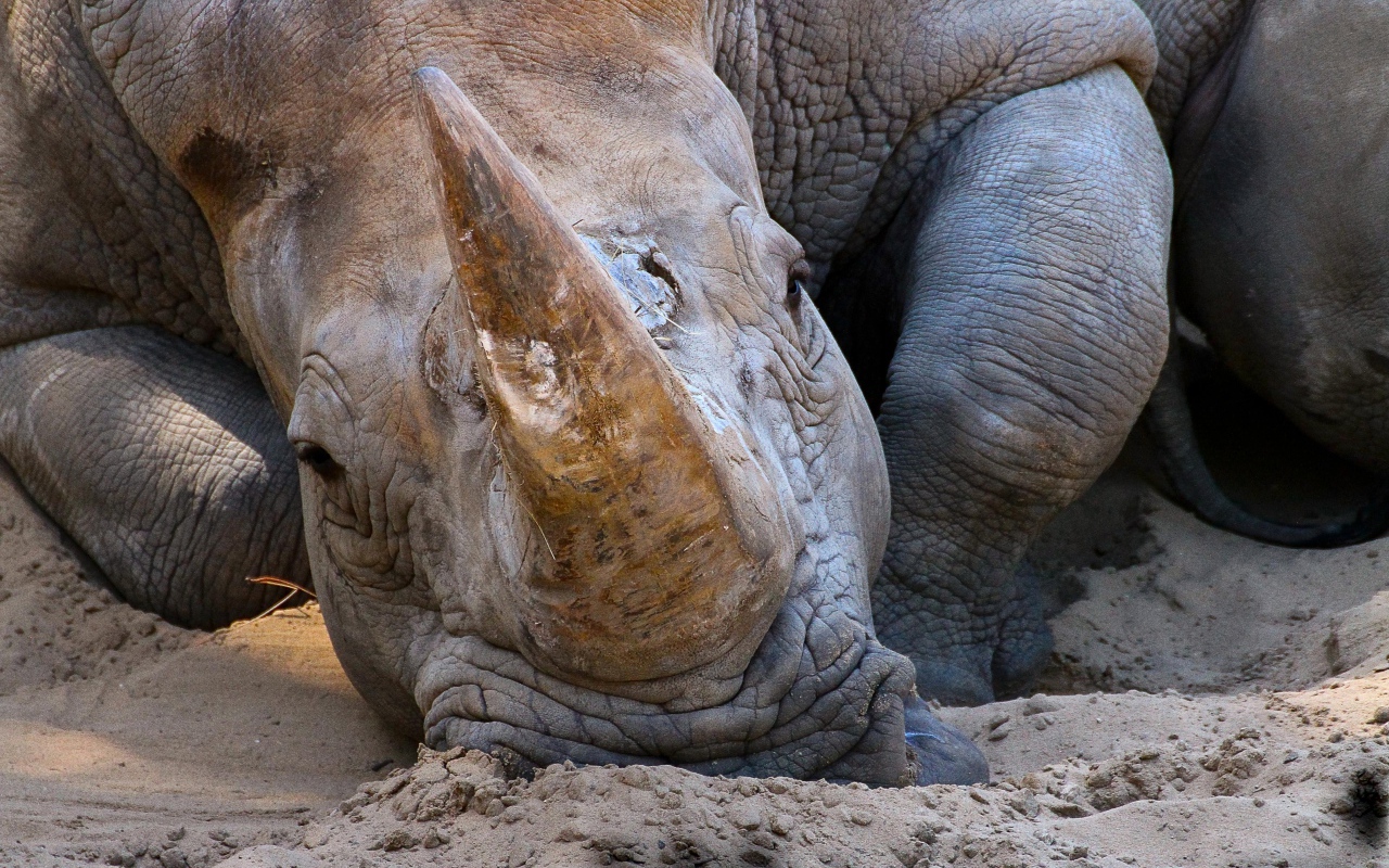 Большой носорог лежит на песке