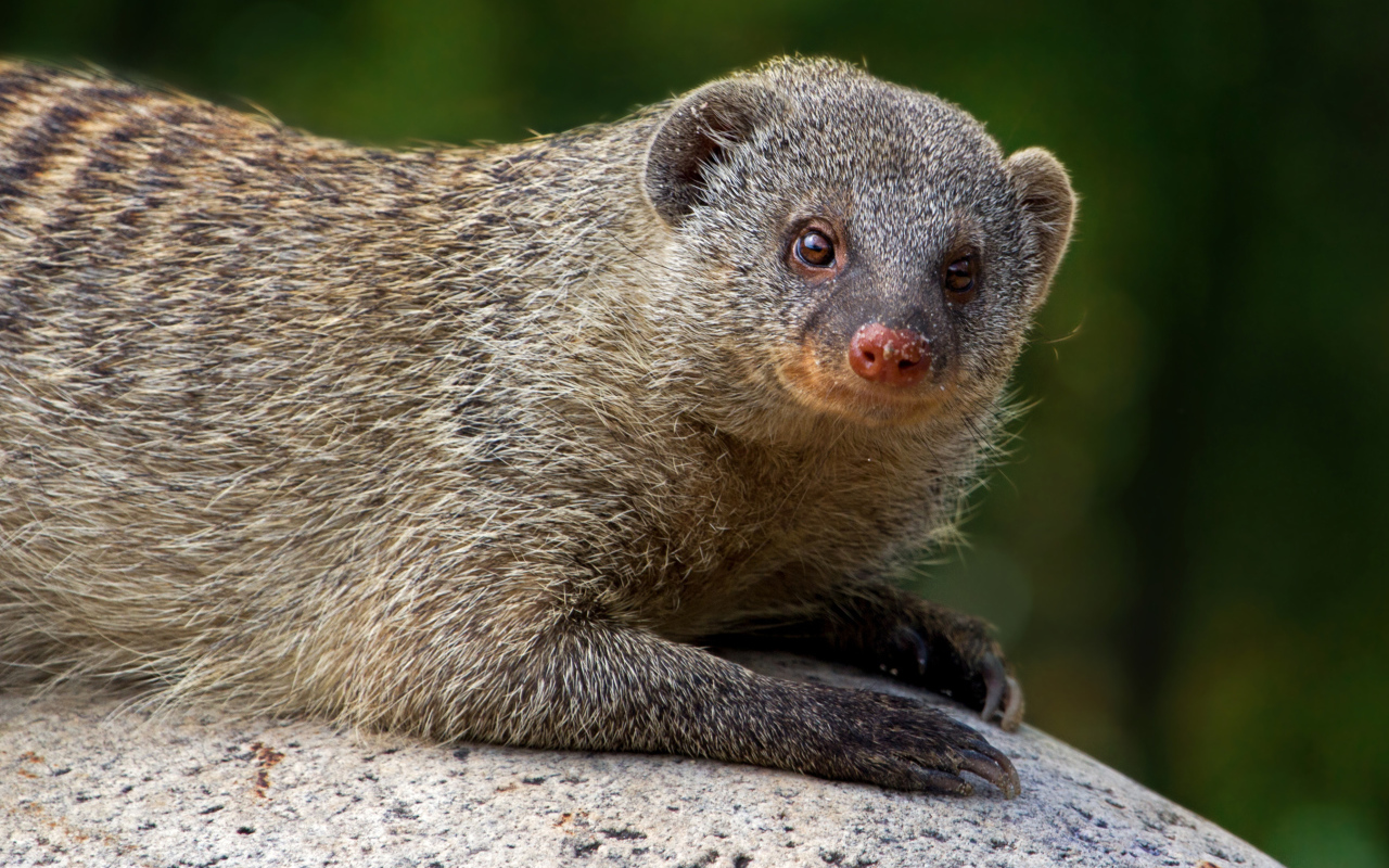 Серый мангуст лежит на камне 
