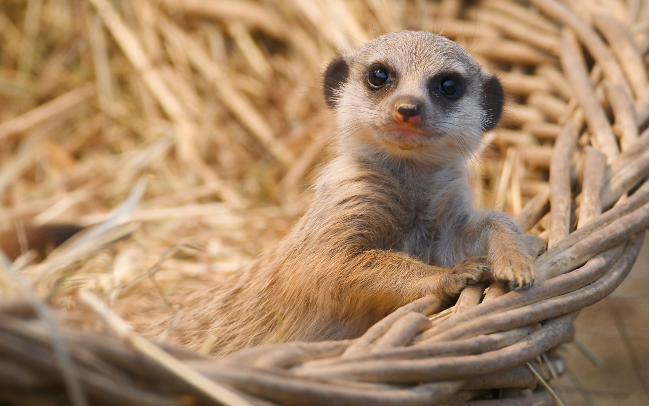 Маленький сурикат лежит в корзине