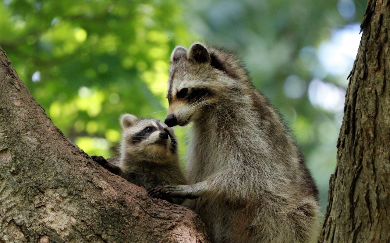 Мама енот с ребенком сидят на дереве