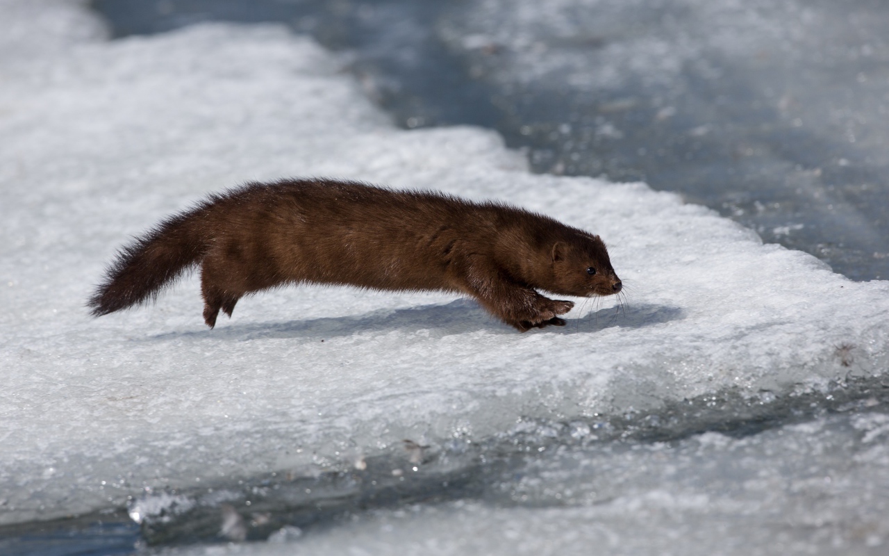 Хищная куница охотится на льду 