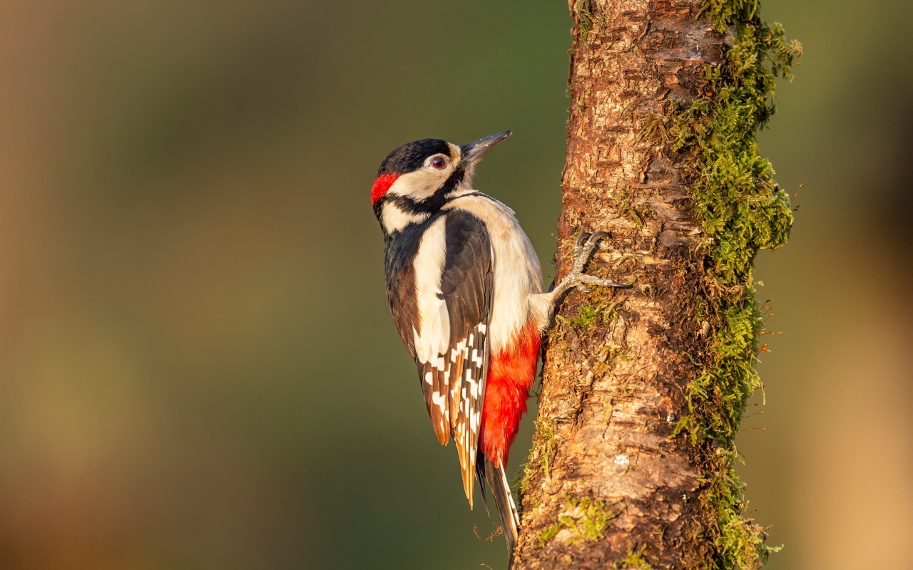 Большой дятел сидит на покрытом мхом дереве 