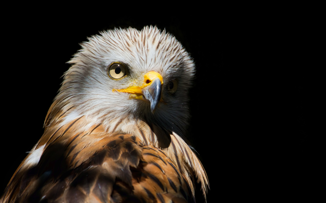 Острый клюв у хищной птицы на черном фоне