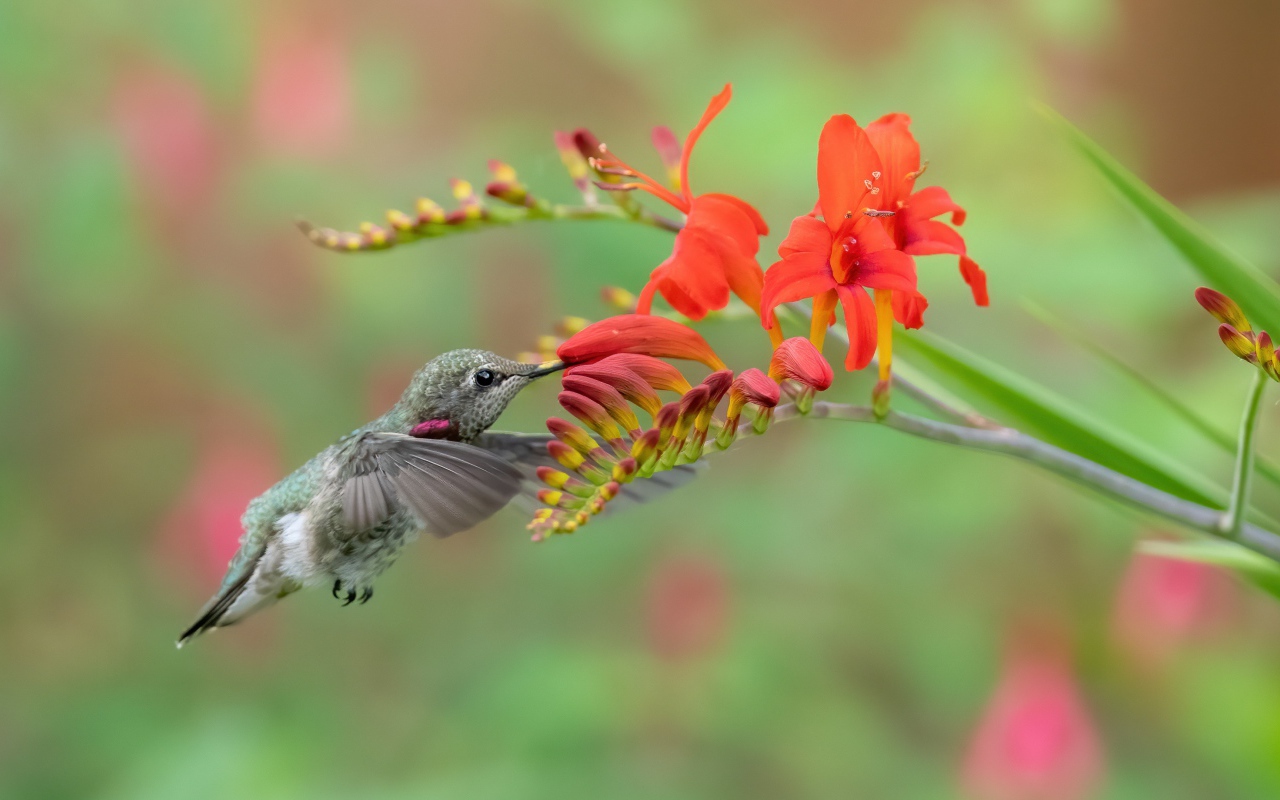 Крошечная птичка колибри пьет нектар из красного цветка