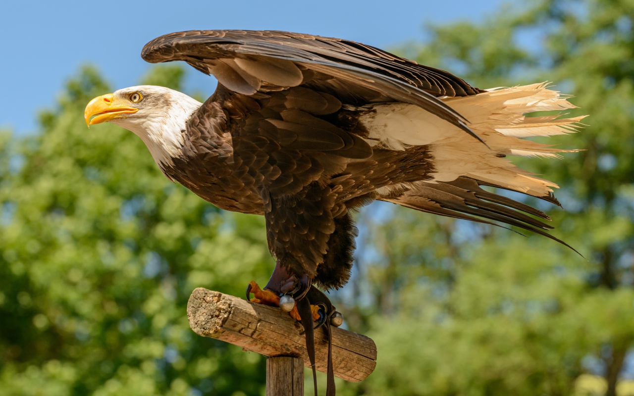 Белоголовый орлан расправил крылья