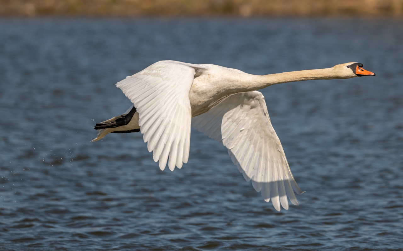 Красивый белый лебедь летит над озером