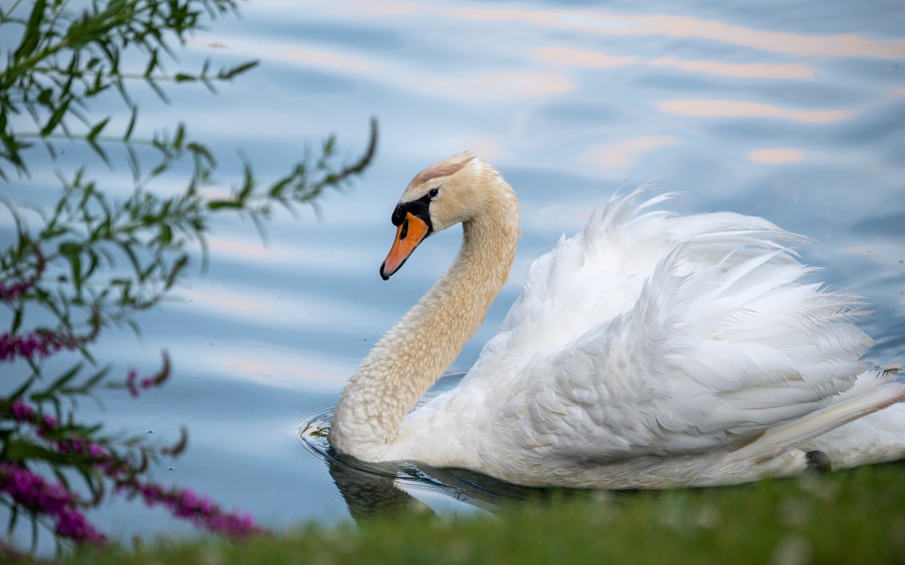 Красивый белый лебедь на берегу пруда 