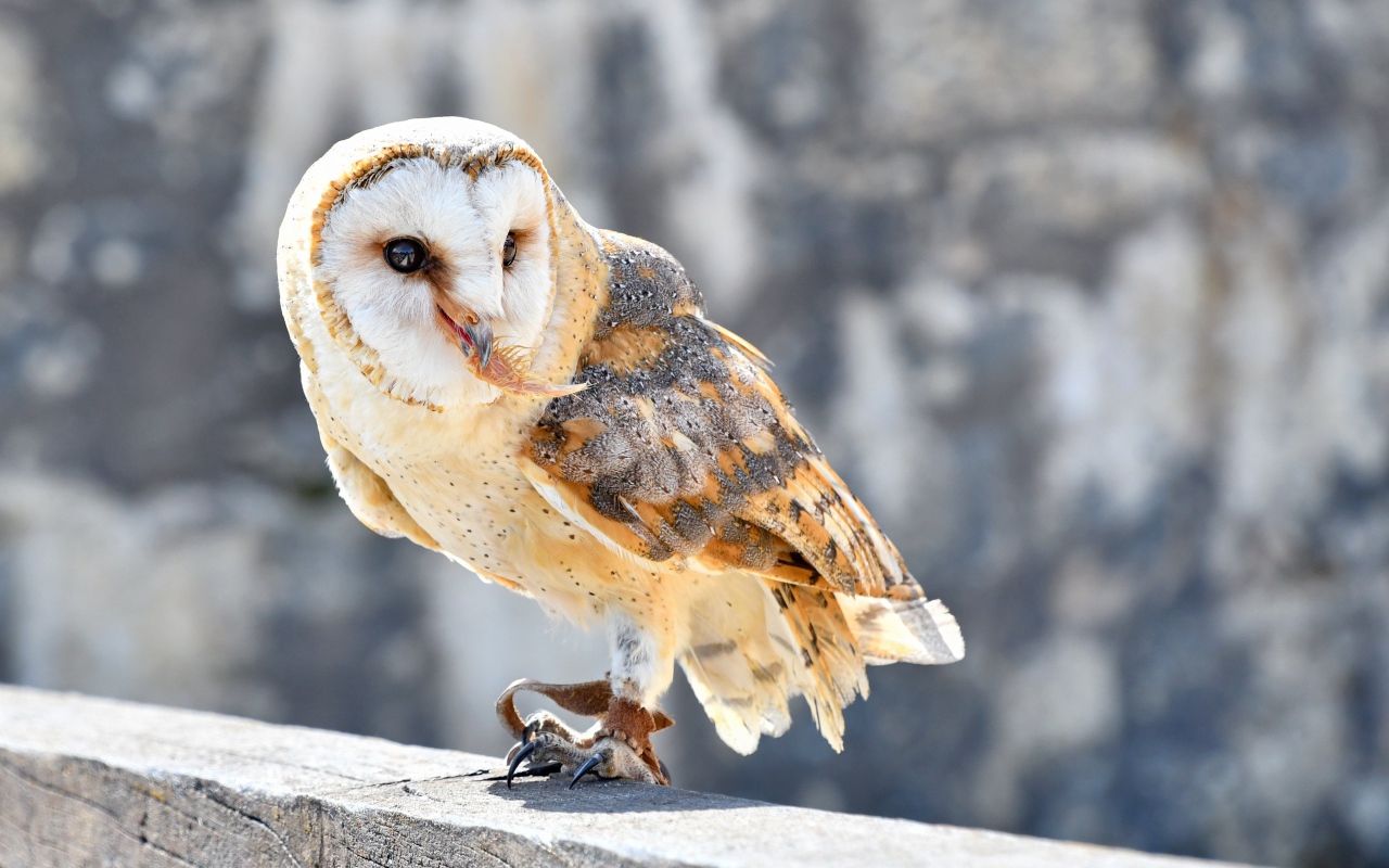 Большая сова сидит на заборе 