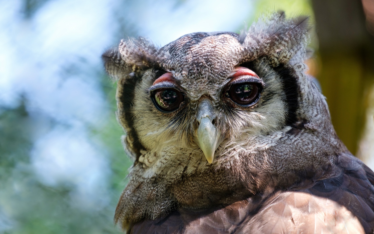 Серая сова с большими глазами