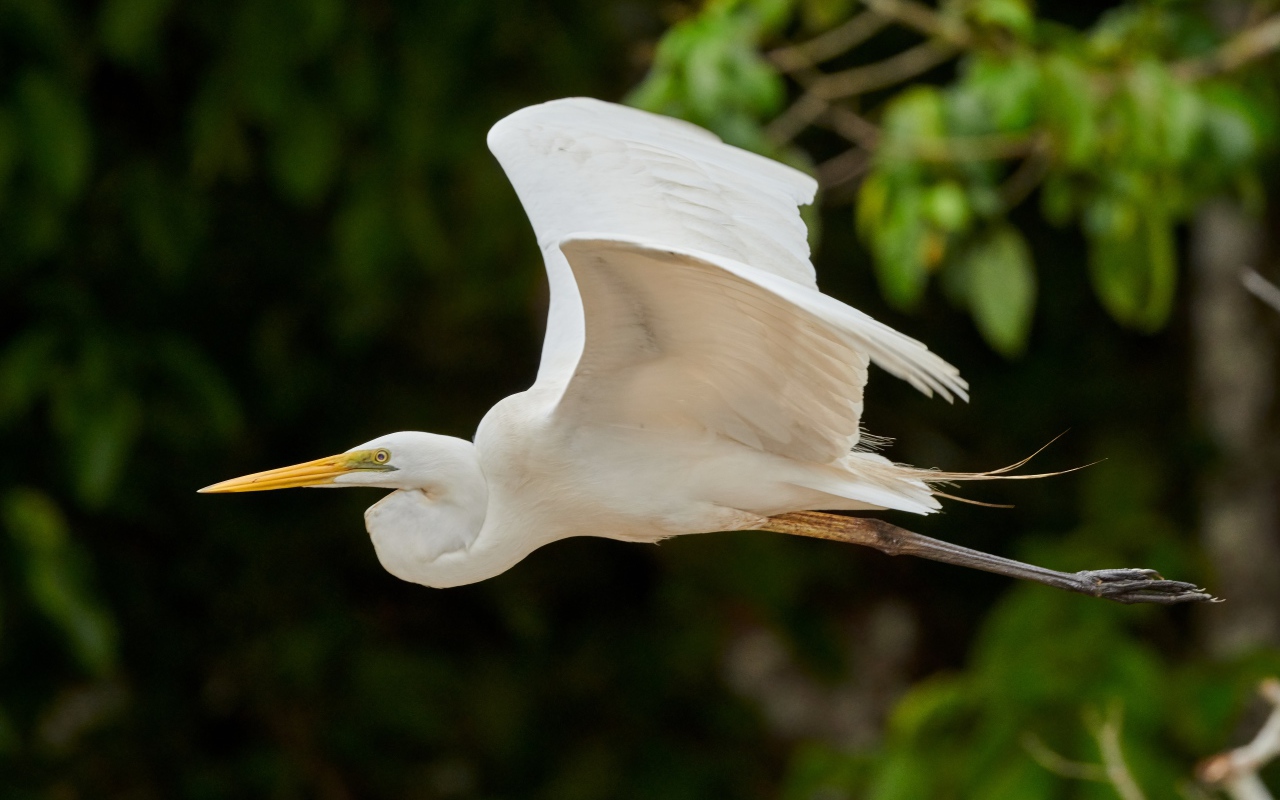 Большая белая цапля пролетает над землей