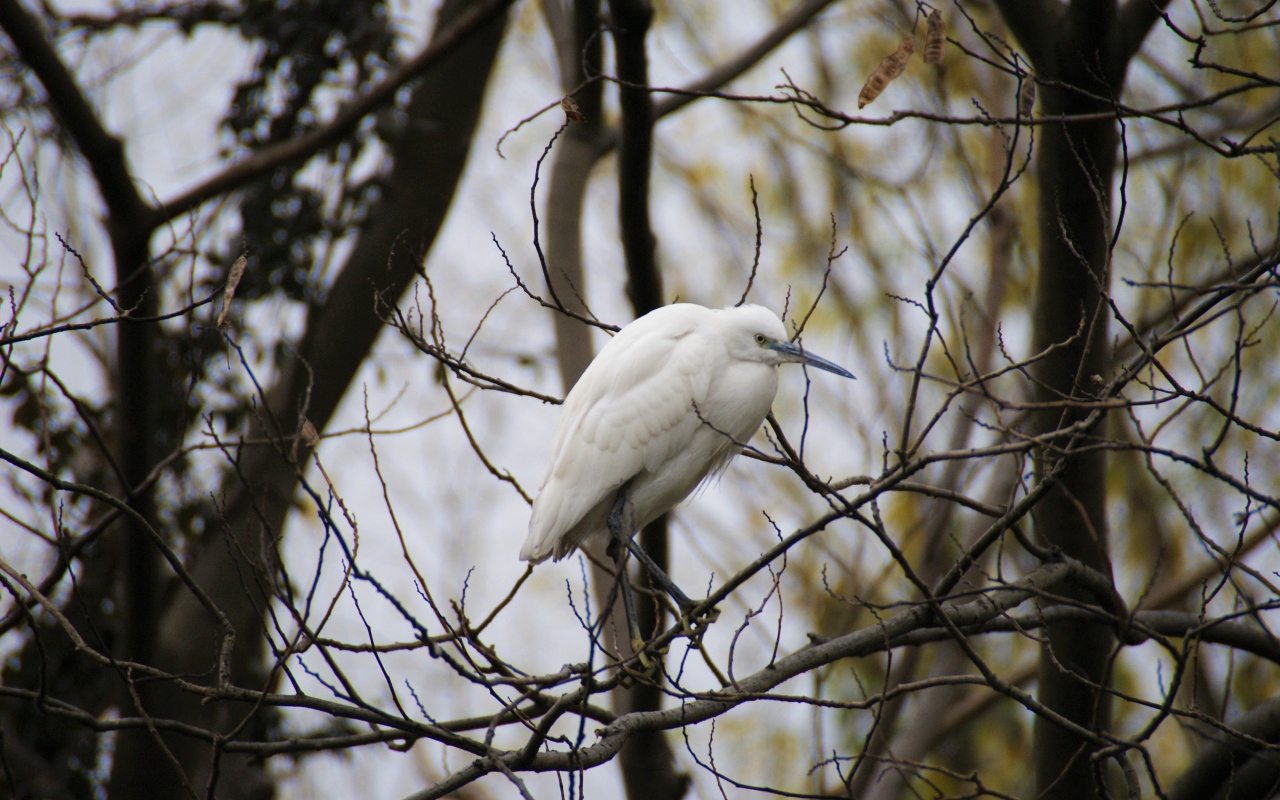Большая белая цапля сидит на ветке дерева 