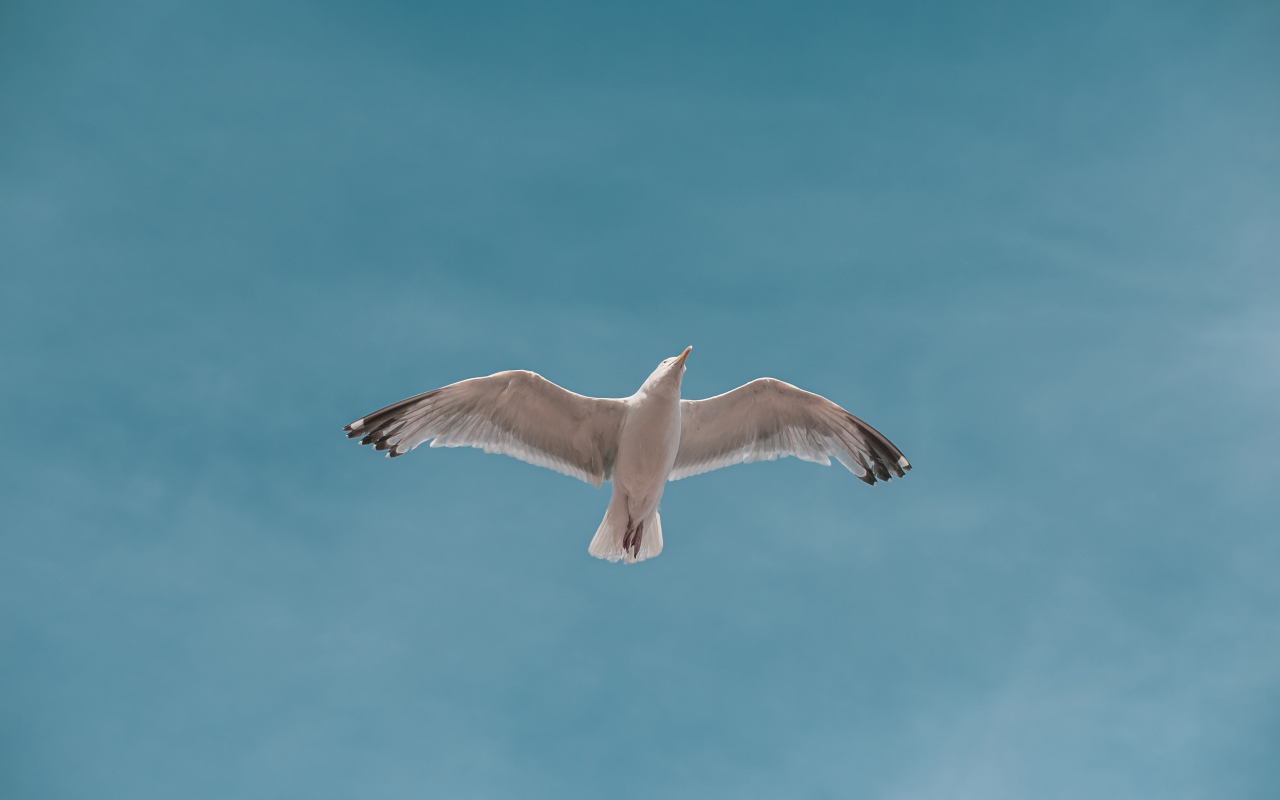 Большая белая чайка летит в голубом небе