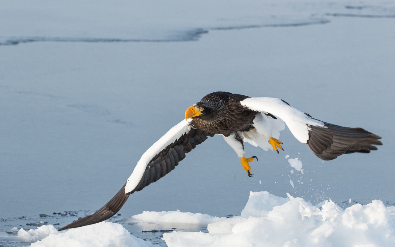 Большая хищная птица над заледеневшей рекой