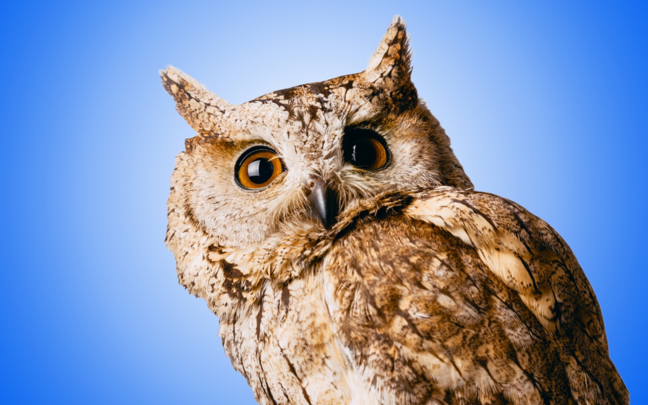 Большая серая сова на голубом фоне