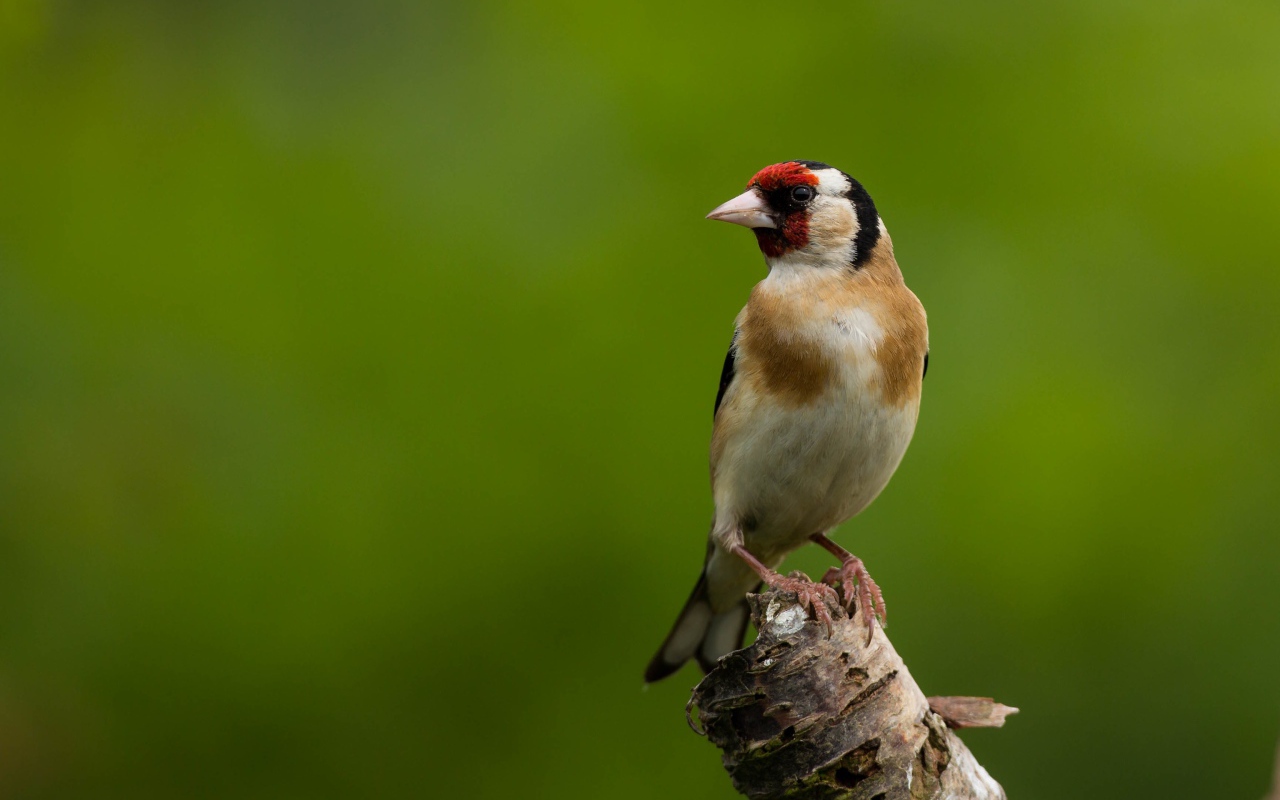 Маленькая птичка сидит на ветке дерева на зеленом фоне
