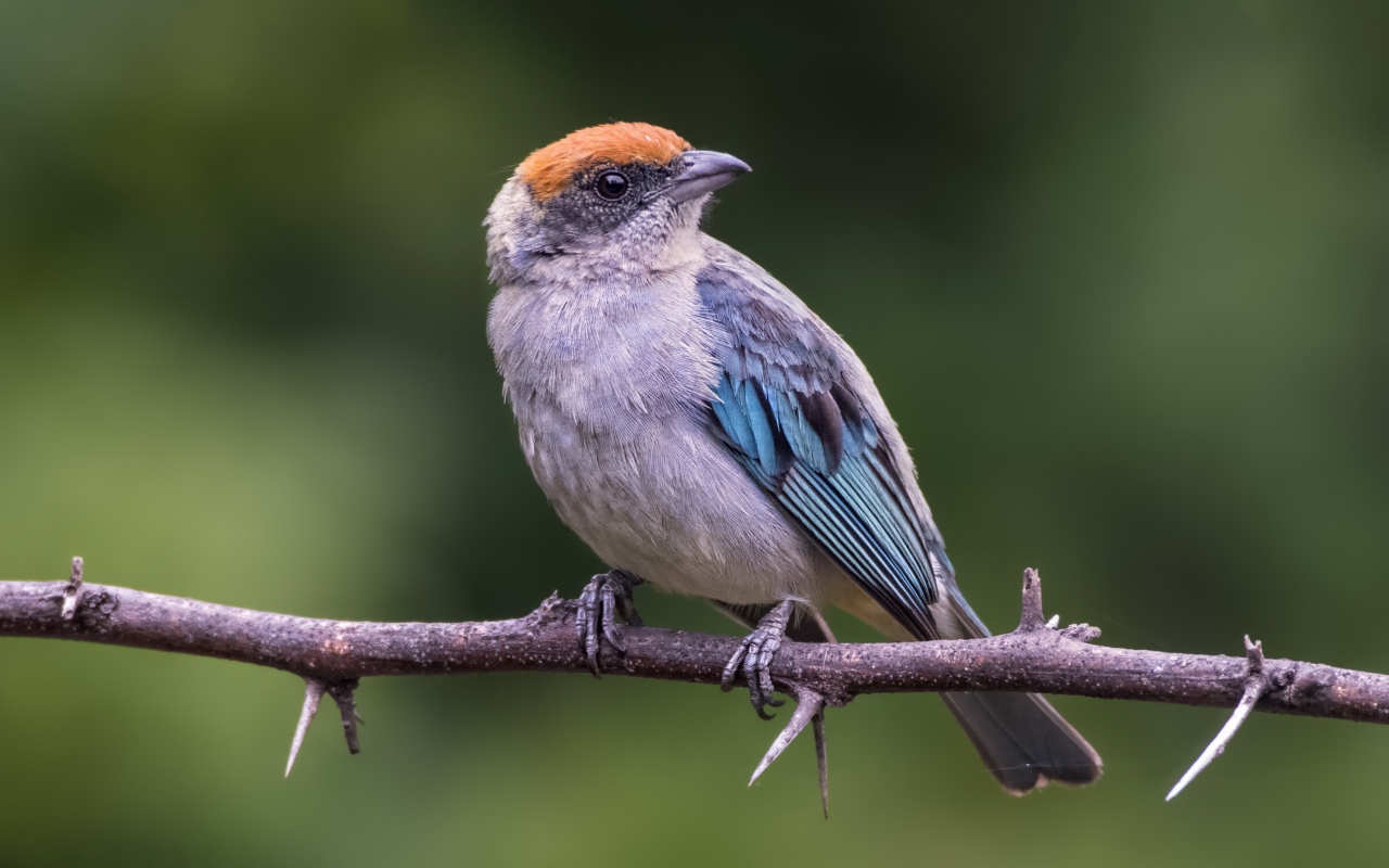 Маленькая птичка сидит на ветке дерева с шипами