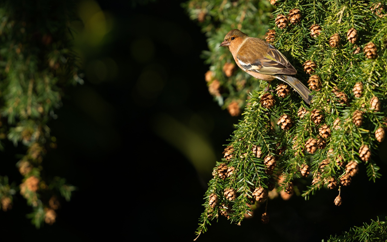 Маленькая птичка сидит на зеленой ветке ели