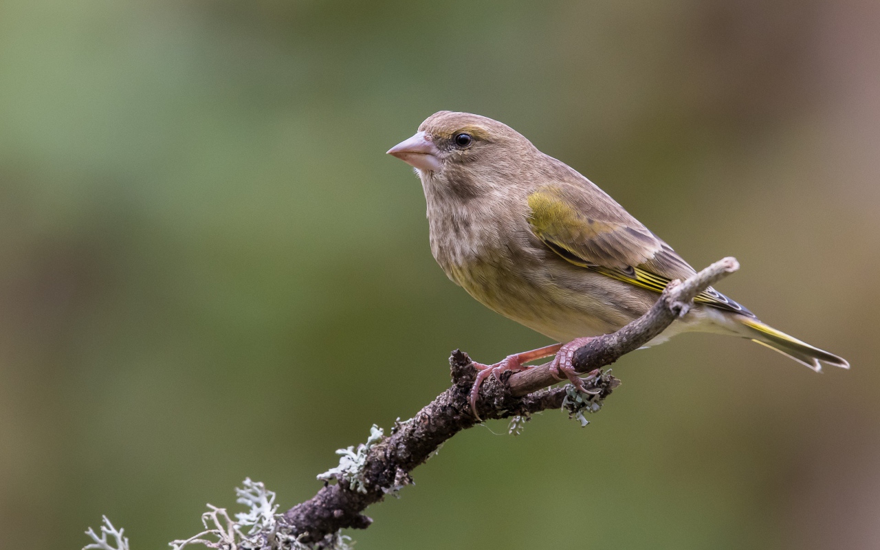 Маленький соловей сидит на ветке дерева крупным планом