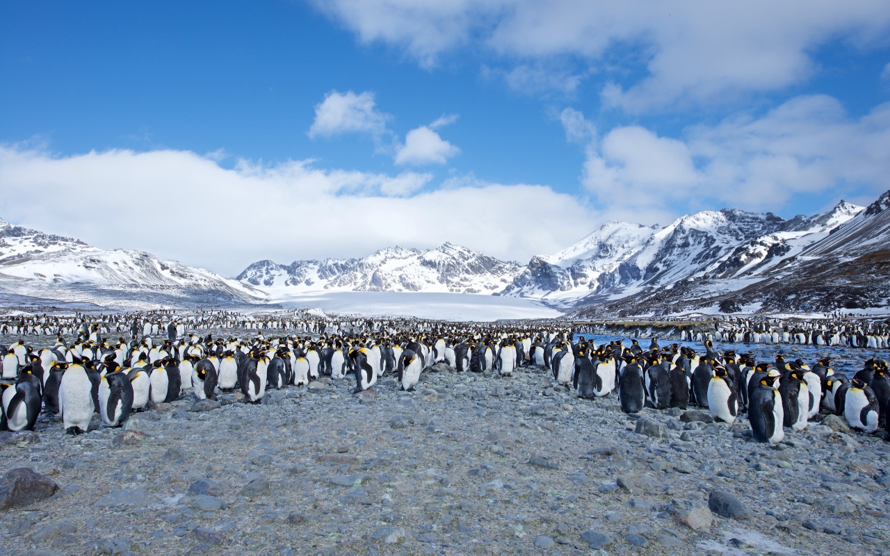 Много пингвинов на берегу на фоне заснеженных гор 