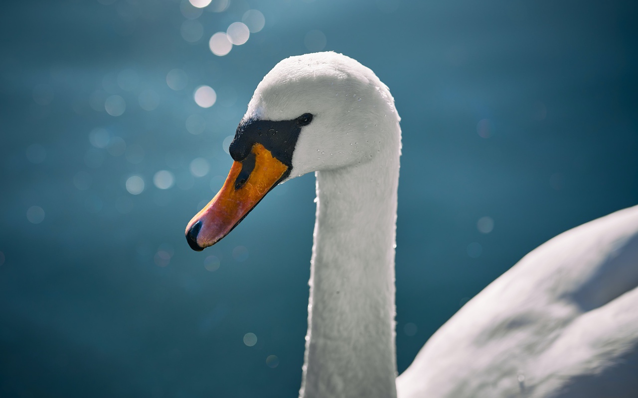 Оранжевый клюв белого лебедя крупным планом