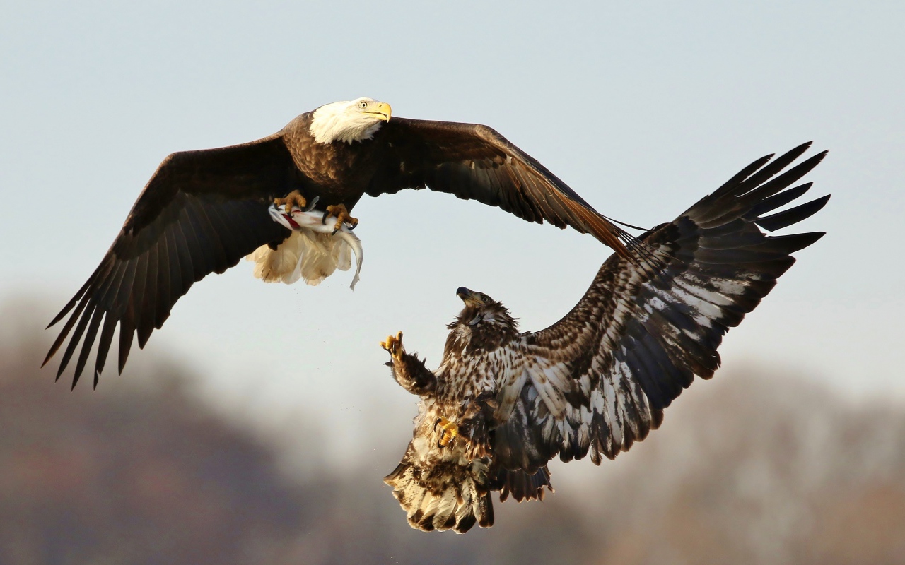 Две хищные птицы дерутся в воздухе 