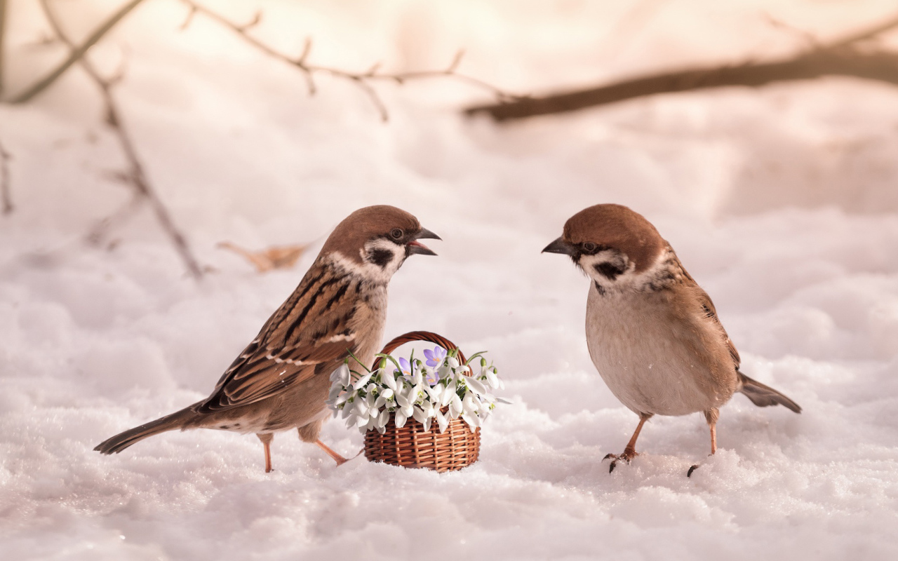 Два маленьких  воробья с цветами на снегу 