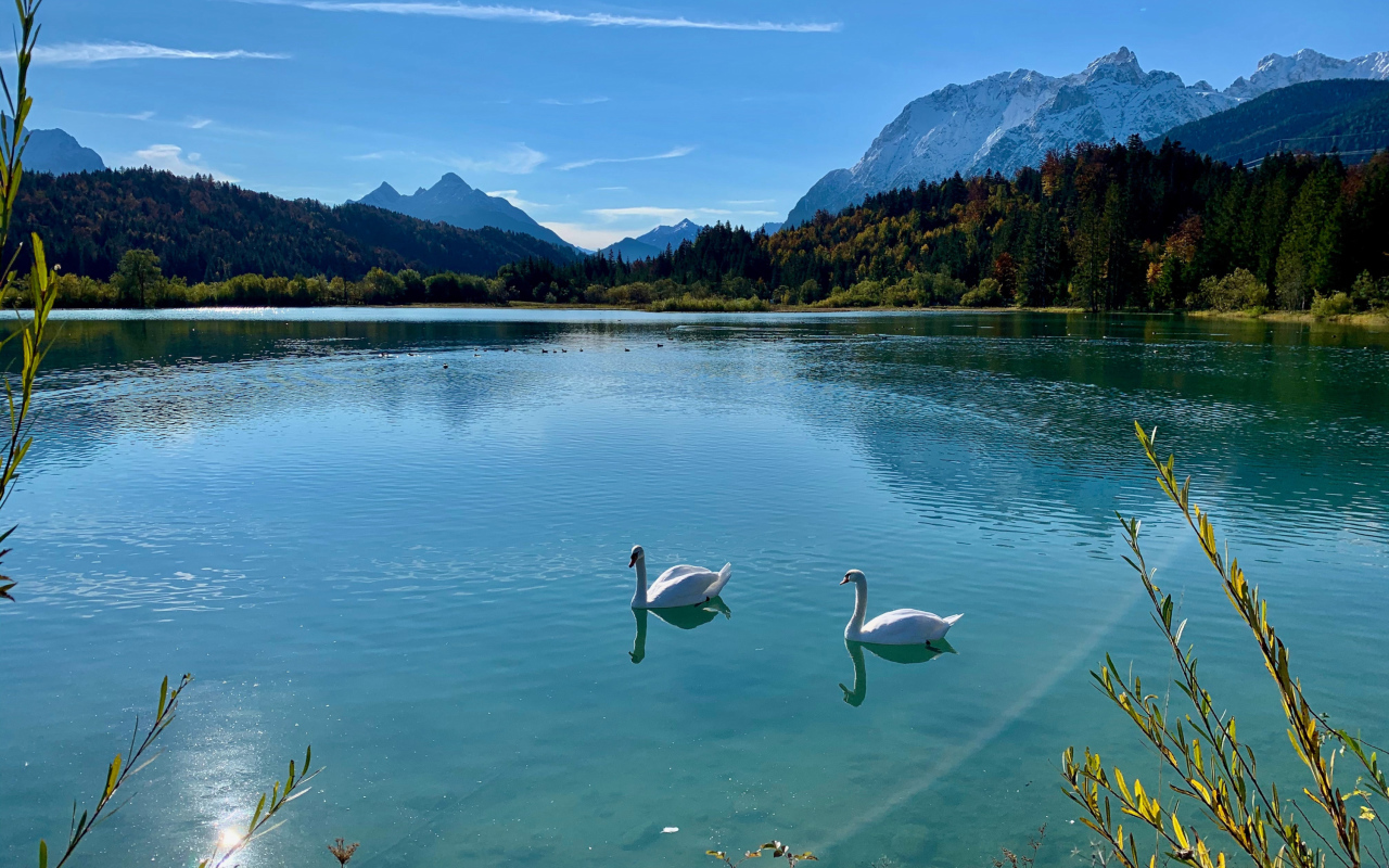 Два белых лебедя на озере в лучах солнца