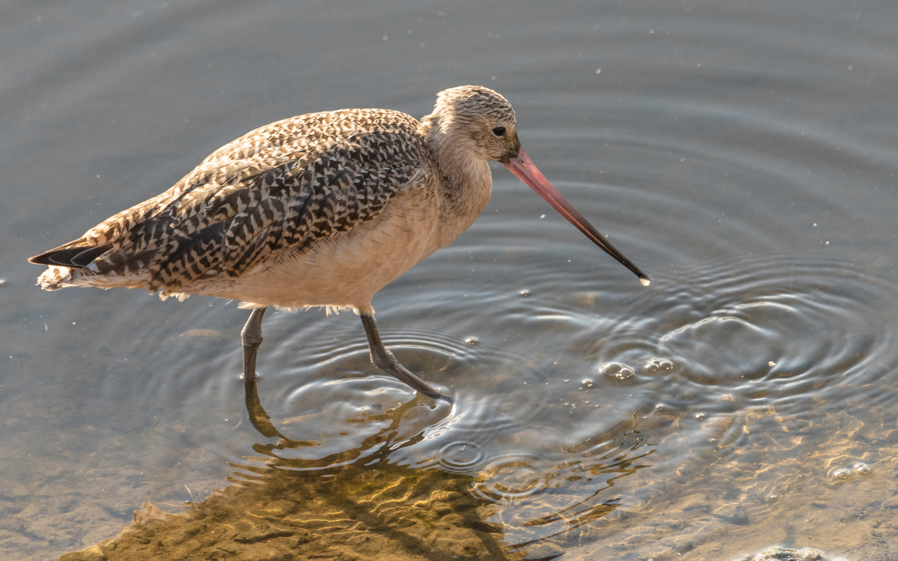 Перепончатопалый улит  с длинным клювом в воде 