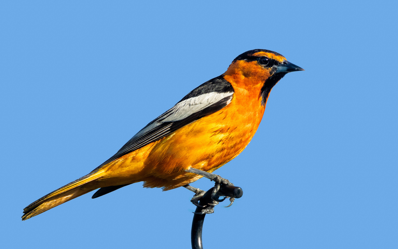 Желтая иволга Буллока на голубом фоне